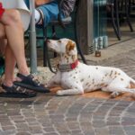 Leashed dog lying calmly on the ground next to its owner's feet at an outdoor table, a dog-friendly coffee shop in Verona, WI